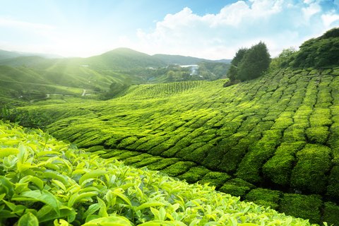 Morad Tea 1