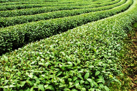 Morad Tea 3