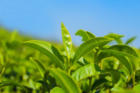 Morad Tea 9