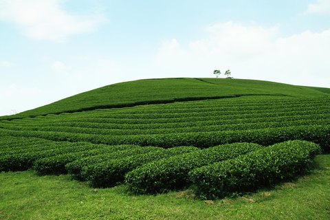 Morad Tea 11