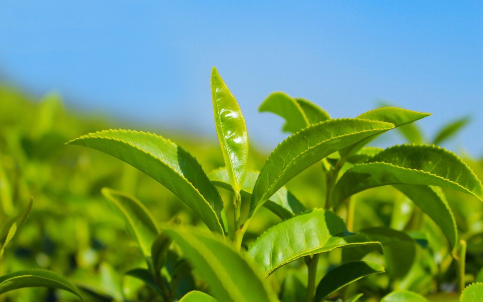 Morad Tea